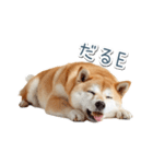 ああ言えばfor you柴犬【面白い・ネタ】（個別スタンプ：31）