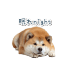 ああ言えばfor you柴犬【面白い・ネタ】（個別スタンプ：32）