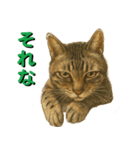 鯖猫ジャック（個別スタンプ：8）
