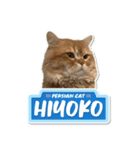 ペルシャ猫 ひよこ スタンプ 7（個別スタンプ：1）