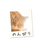 ペルシャ猫 ひよこ スタンプ 7（個別スタンプ：7）