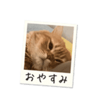 ペルシャ猫 ひよこ スタンプ 7（個別スタンプ：8）