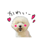 もめちら すたんぷ（個別スタンプ：11）