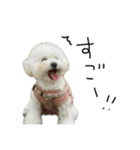 もめちら すたんぷ（個別スタンプ：17）