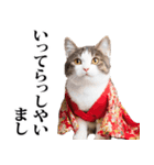 武士☆にゃんこ (其の二)（個別スタンプ：12）