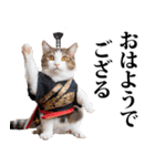 武士☆にゃんこ (其の二)（個別スタンプ：14）