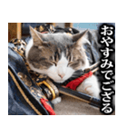 武士☆にゃんこ (其の二)（個別スタンプ：40）