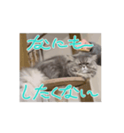 うごくぷるるんちっち（個別スタンプ：6）
