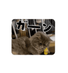 うごくぷるるんちっち（個別スタンプ：7）