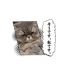 うごくぷるるんちっち（個別スタンプ：8）