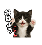 日常会話verマンチカン4（個別スタンプ：1）