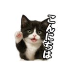 日常会話verマンチカン4（個別スタンプ：2）