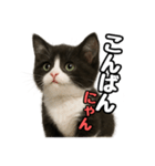 日常会話verマンチカン4（個別スタンプ：3）
