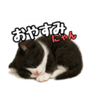 日常会話verマンチカン4（個別スタンプ：4）