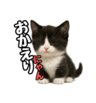 日常会話verマンチカン4（個別スタンプ：8）