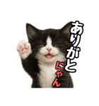 日常会話verマンチカン4（個別スタンプ：9）