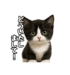 日常会話verマンチカン4（個別スタンプ：10）