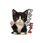 日常会話verマンチカン4（個別スタンプ：16）