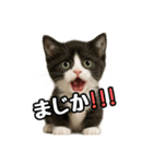 日常会話verマンチカン4（個別スタンプ：21）