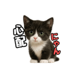 日常会話verマンチカン4（個別スタンプ：22）