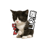 日常会話verマンチカン4（個別スタンプ：23）