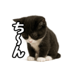 日常会話verマンチカン4（個別スタンプ：24）