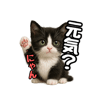 日常会話verマンチカン4（個別スタンプ：25）
