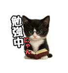 日常会話verマンチカン4（個別スタンプ：26）