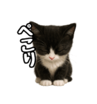日常会話verマンチカン4（個別スタンプ：28）