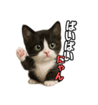 日常会話verマンチカン4（個別スタンプ：31）