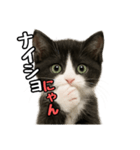 日常会話verマンチカン4（個別スタンプ：34）