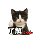 日常会話verマンチカン4（個別スタンプ：37）