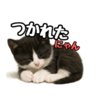 日常会話verマンチカン4（個別スタンプ：38）