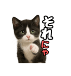 日常会話verマンチカン4（個別スタンプ：40）