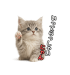 日常会話verミヌエット（個別スタンプ：7）