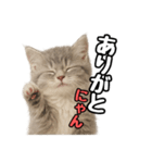 日常会話verミヌエット（個別スタンプ：9）