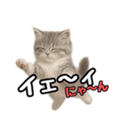 日常会話verミヌエット（個別スタンプ：20）