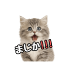 日常会話verミヌエット（個別スタンプ：21）