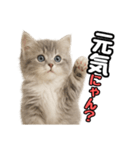 日常会話verミヌエット（個別スタンプ：25）