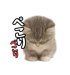 日常会話verミヌエット（個別スタンプ：28）