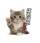 日常会話verミヌエット（個別スタンプ：31）