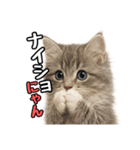 日常会話verミヌエット（個別スタンプ：34）