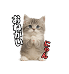 日常会話verミヌエット（個別スタンプ：39）