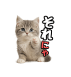 日常会話verミヌエット（個別スタンプ：40）