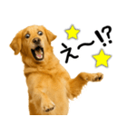 ゴールデンレトリバー☆毎日使う！返信集（個別スタンプ：1）