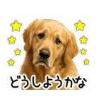 ゴールデンレトリバー☆毎日使う！返信集（個別スタンプ：2）