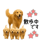 ゴールデンレトリバー☆毎日使う！返信集（個別スタンプ：5）