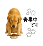 ゴールデンレトリバー☆毎日使う！返信集（個別スタンプ：7）