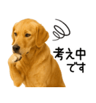 ゴールデンレトリバー☆毎日使う！返信集（個別スタンプ：11）