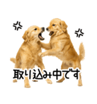 ゴールデンレトリバー☆毎日使う！返信集（個別スタンプ：12）